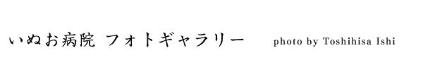 いぬお病院　フォトギャラリー